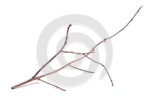 dry branch on white background