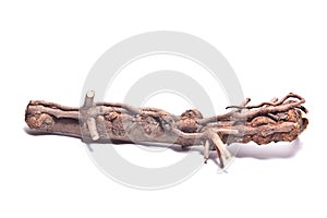 dry branch on white background