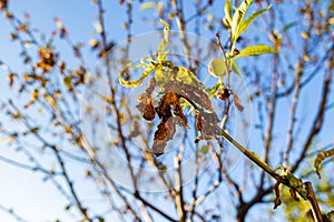 A dry branch and withered leaves on a fruit tree, close-up. Outdoor. The concept of garden pests and droughts. Bottom