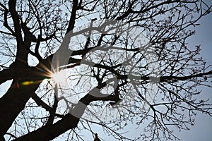 Dry branches