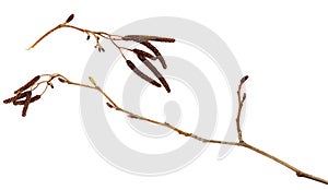 Dry branches of birch with catkins