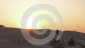 Dry branches bush on background golden sunset over sand dunes in wild desert