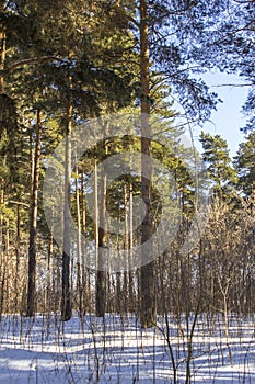 Dry branches of bushes protrude from the snow against the background of green coniferous forest in winter photo