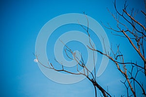 Dry branches in clear sky background