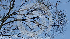 Dry branches of dead trees with cracked dark bark. Single old and dead tree.