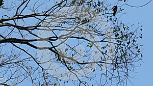 Dry branches of dead trees with cracked dark bark. Single old and dead tree.