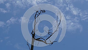 Dry branches of dead trees with cracked dark bark. Single old and dead tree.