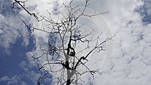 Dry branches of dead trees with cracked dark bark. Single old and dead tree.