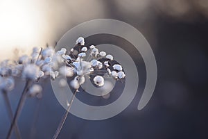 Dry branches of grass and flowers on a winter snowy field. Seasonal cold nature background.