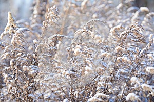 Dry branches of grass and flowers on a winter snowy field. Seasonal cold nature background.