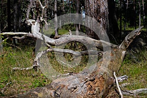 Dry branches on the ground in pine tree forest. A pine is a conifer in the genus Pinus of the family Pinaceae