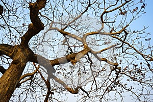 Dry branches of Idian almond tree in winter