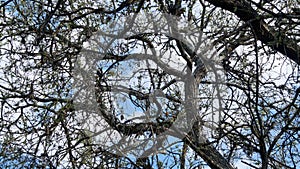 Dry branches network background photo