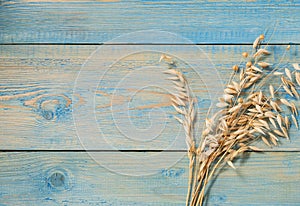 Dry branches of oats on a blue wooden texture background in shabby chic style. Solid wood wall made of weathered cracked planks