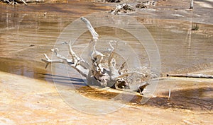 Dry branches in pond