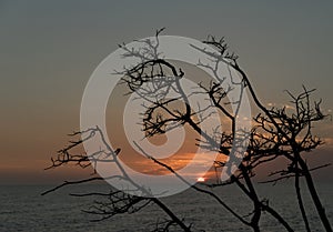 Dry branches silhouettes at Caspersen Beach - 3