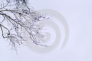 Dry branches on sky background.