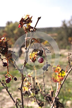 Dry branches with some grape fruits in early autumn