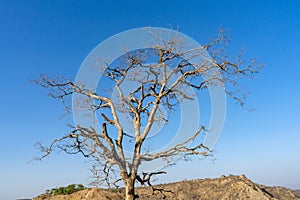 Dry branches of stand alone tree without any leafs on blue sky. from the sun temple view point near Galtaji Temple