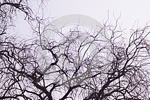 Dry branches and stems of  trees in autumn.