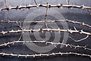 Dry branches with thorn on metal texture