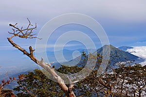 Dry Branches on Top of Montain