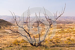 Dry branches of a tree on the arid and colorful landscape of Painted Hills