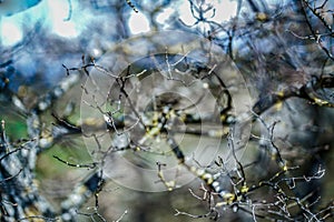 Dry branches of a tree with blue sky