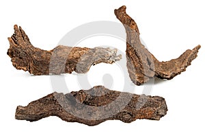dry branches of tree isolated on a white background