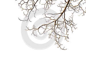 Dry branches Tree isolated on a white background