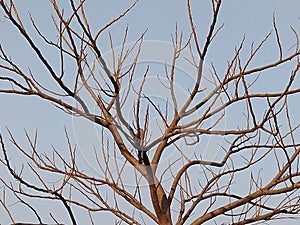 Dry branches of tree top on blue sky background.