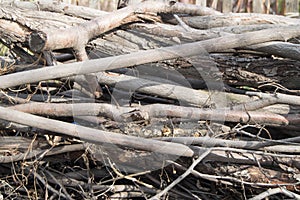 Dry branches and tree trunks-natural, organic background, texture