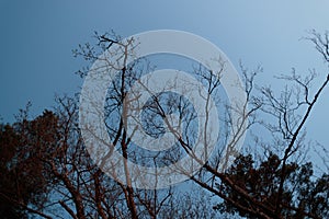 Dry branches of trees against the sky