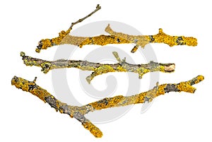 Dry branches of trees covered with lichen isolated on white background photo