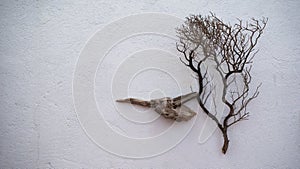 Dry branches on wall, calmness