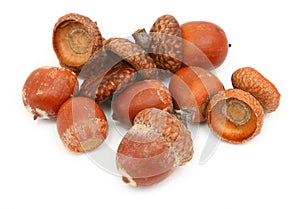Dry brown acorns