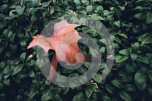 Dry, brown big leaf over green, young live bush leaves