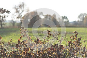 Dry, brown branches of raspberries covered with spiderweb, kiting and balloning, sunny autumn day