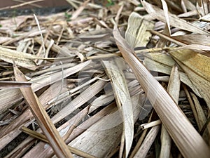 Dry brown Buddha Belly Bamboo leaves (Bambusa ventricosa) backgrounds, textures, selective focus.