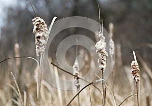 Dry brown cattail bulrush in cold winter marsh