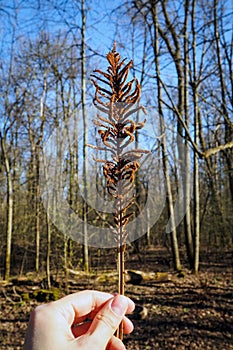 Dry brown fern leaf in female hand on spring sunny day against blurred background of forest and blue sky