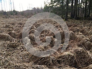 Dry brown grass tussocks after winter