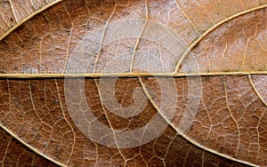 Dry brown leaf closeup. Autumn leaf texture macro photo. Yellow leaf vein pattern.