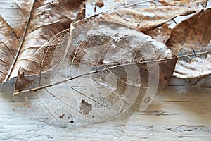 Dry brown leaf decompose structure on wooden board