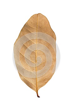 Dry brown leaf isolated on white