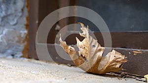 Dry brown leaf of plane tree close up