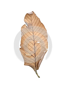 A dry brown leaf with some holes in a white background