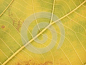 Dry brown leaf texture