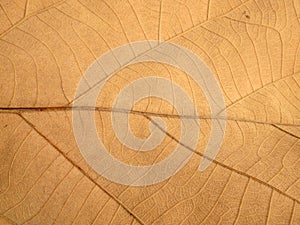 Dry brown leaf texture