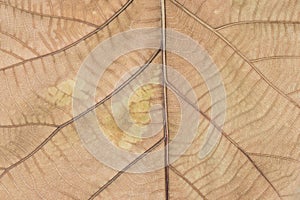 Dry brown leaf texture